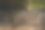 秋天森林里的树叶图片下载