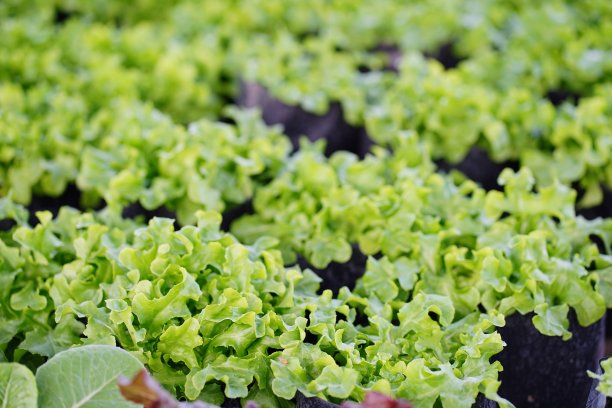 绿色黑色袋装有机蔬菜图片下载