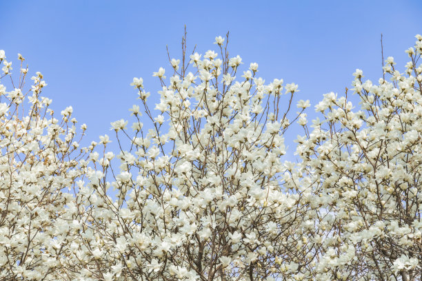 春天的花图片下载