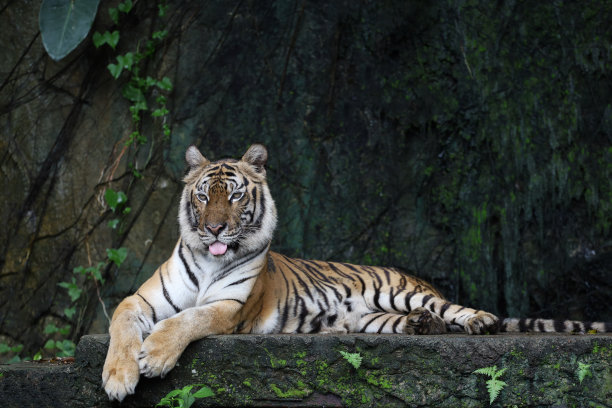印度支那虎是一种美丽而危险的动物图片下载