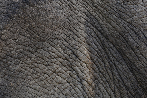 大象皮肤是大型野生动物的纹理和图案皮肤图片下载