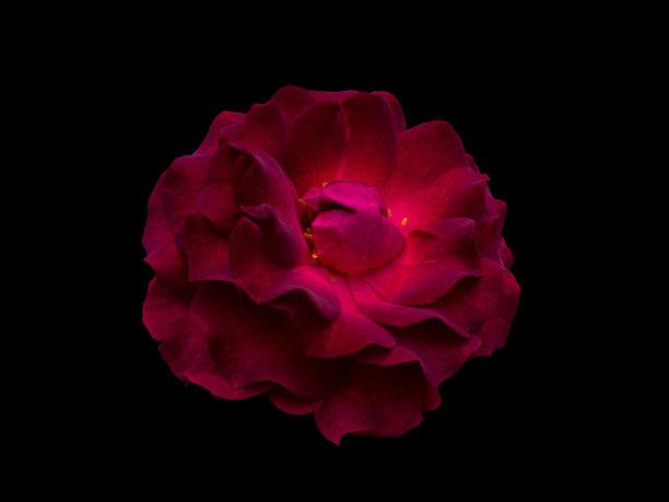 黑色背景上的深红色玫瑰图片下载