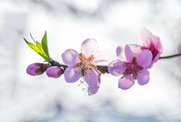 桃花盛开的特写图片下载