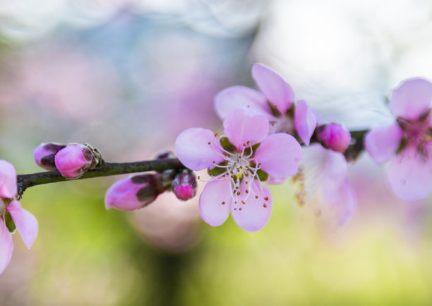桃花盛开的特写图片下载