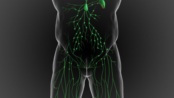 淋巴系统是一个遍布全身的精致的管道网络，它排出三维液体图片下载