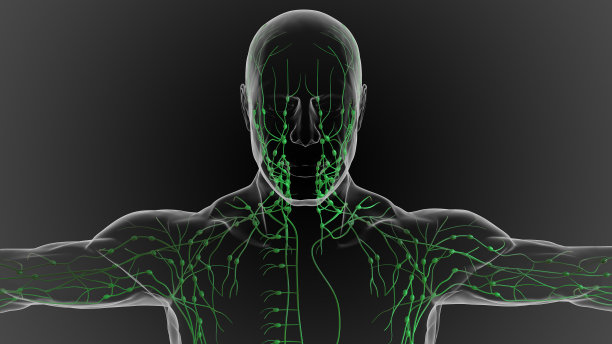 淋巴系统是一个遍布全身的精致的管道网络，它排出三维液体图片下载