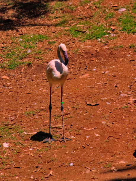 被称为大火烈鸟(Phoenicopterus roseus)的涉水鸟，孤立地站在裸露的地面上。图片下载