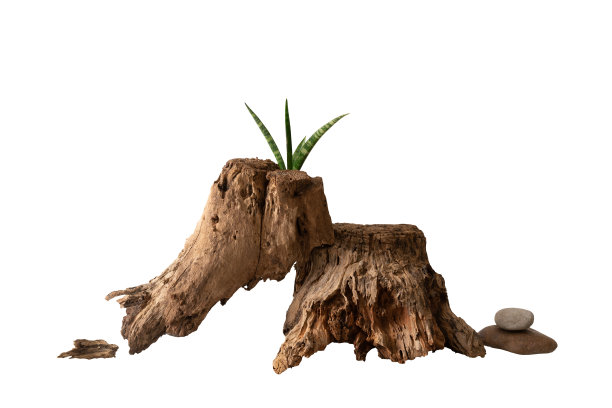 旧木制品展示平台呈现简约风格，孤立在白色背景上，用裁剪路径进行设计工作图片下载