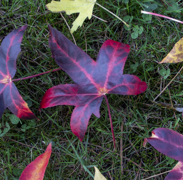 背景来自彩色树叶。秋天的叶子在花园里，在公园里。自然背景。秋天的美丽。季节性图片下载