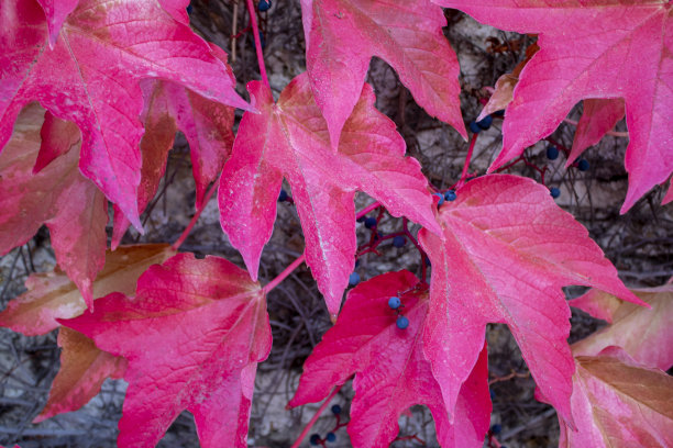 秋天的背景。粉红色明亮的葡萄叶。温暖的秋天图片下载