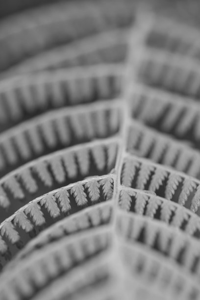 黑色和白色背景上的蕨类叶子的特写图片下载