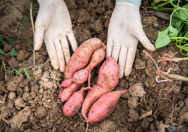 农民从地下挖出红薯后展示红薯。图片下载