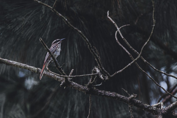 松枝上的鸟图片下载