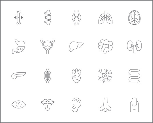 简单的器官和人体解剖学相关矢量线图标集。图片下载