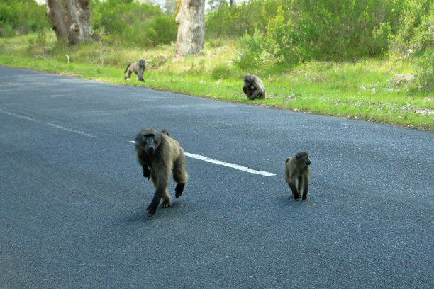 非洲南部厚脸皮的四条腿朋友图片下载