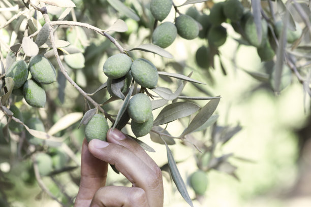 橄榄树中的女人图片下载
