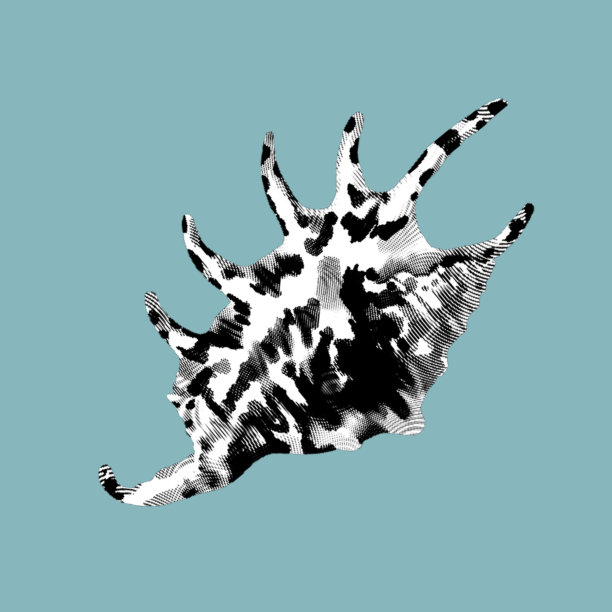 贝壳的图形雕刻。逼真的贝壳插图。图片下载