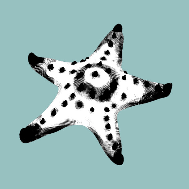 海星的图形雕刻现实的海星黑白插图图片下载