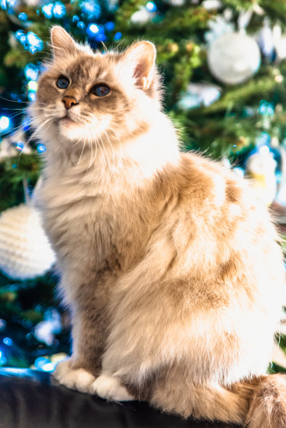 缅甸的圣猫，一种奇妙的生物图片下载