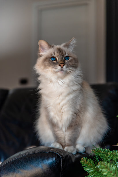 缅甸的圣猫，一种奇妙的生物图片下载