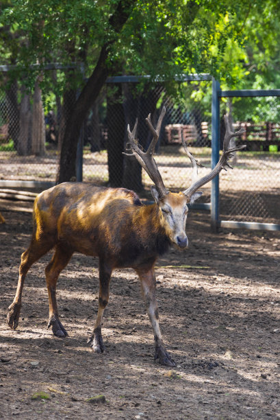 动物园里的梅花鹿图片下载