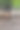 动物园里的梅花鹿图片下载