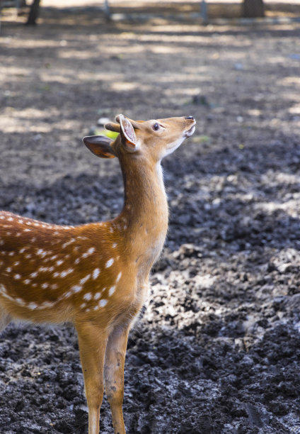 动物园里的梅花鹿图片下载