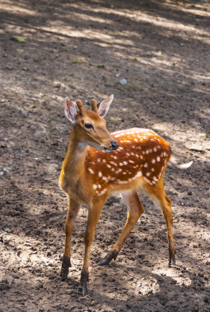 动物园里的梅花鹿图片下载