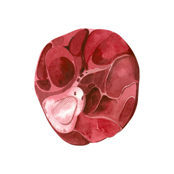 肉长在骨头上。红色，粉红色的牛排，水彩画和孤立的白色背景。适合印刷，书籍，菜单，创意和设计图片下载