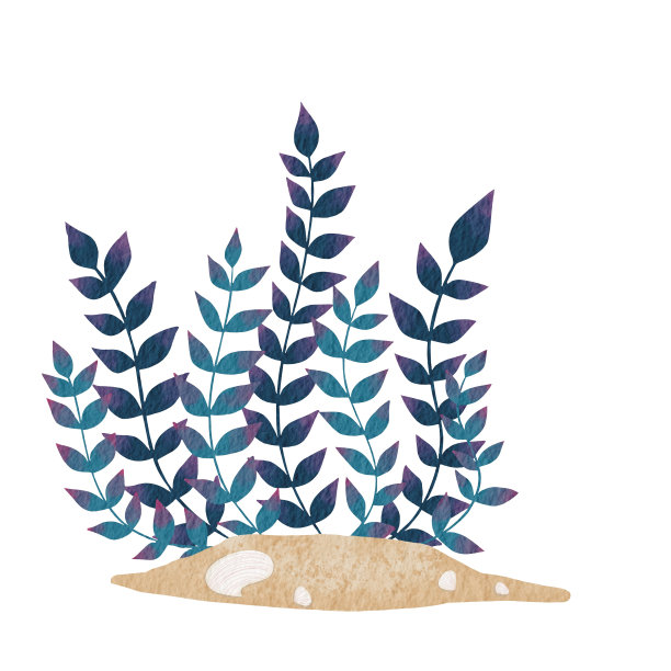 海藻，海草与沙地面和海贝壳插图装饰水族馆和海洋生物。图片下载