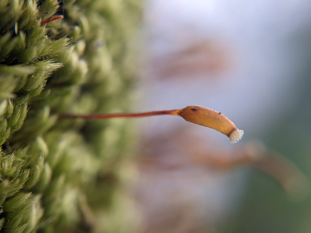 苔藓孢子体的极限特写图片下载