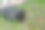 一只黑猫在寻找季节性害虫和传染病和病毒的小贩——老鼠。图片下载