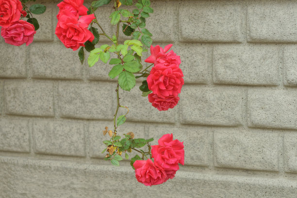 红玫瑰开在带叶子的灌木的绿色枝干上图片下载