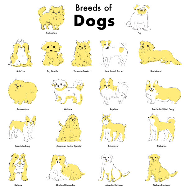 简单可爱的流行狗品种手绘线条矢量插图集图片下载