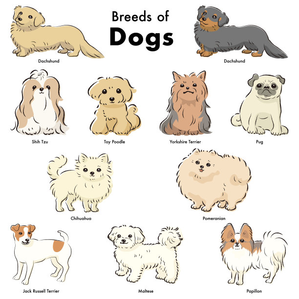 简单可爱的流行狗品种手绘线条矢量插图集图片下载