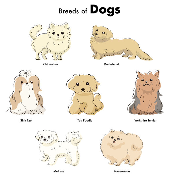 简单可爱的流行狗品种手绘线条矢量插图集图片下载