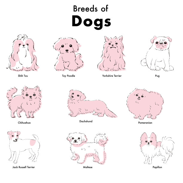 简单可爱的流行狗品种手绘线条矢量插图集图片下载