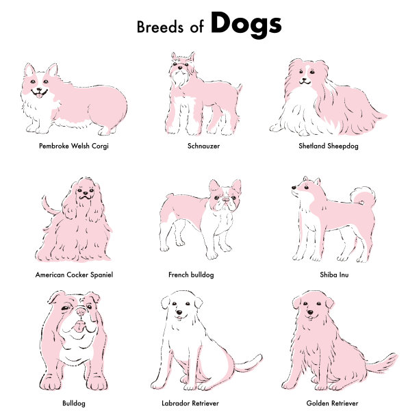 简单可爱的流行狗品种手绘线条矢量插图集图片下载