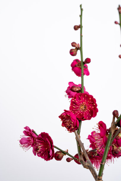 红梅白底图。图片下载