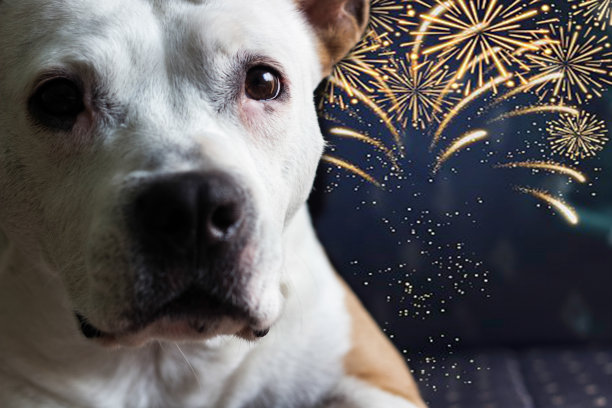 狗怕烟花图片下载