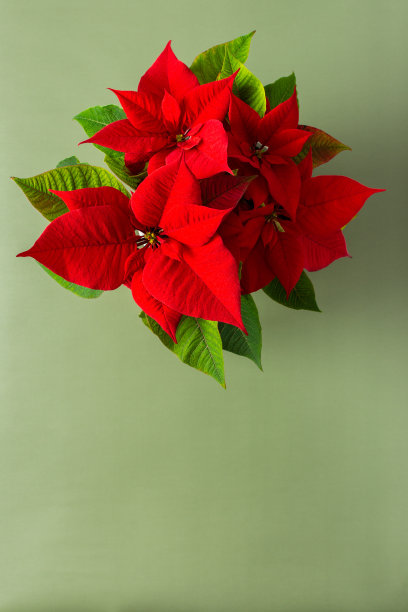 圣诞一品红花特写图片下载