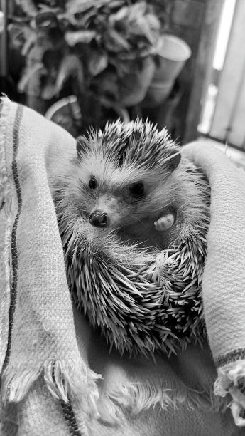 美丽的刺猬图片下载