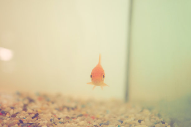 金鱼图片下载