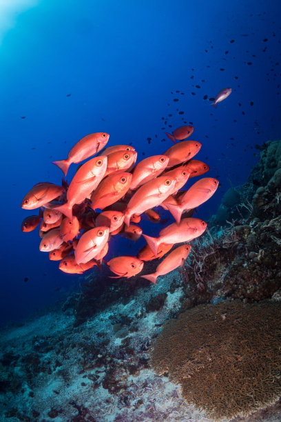 红鲷鱼和梭鱼在珊瑚礁上游动图片下载