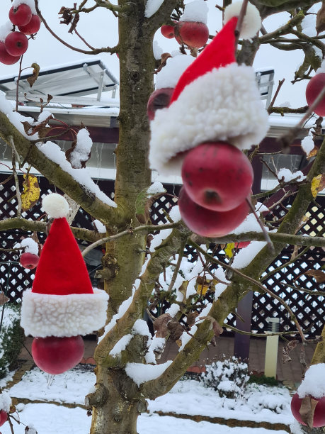 圣诞苹果14图片下载