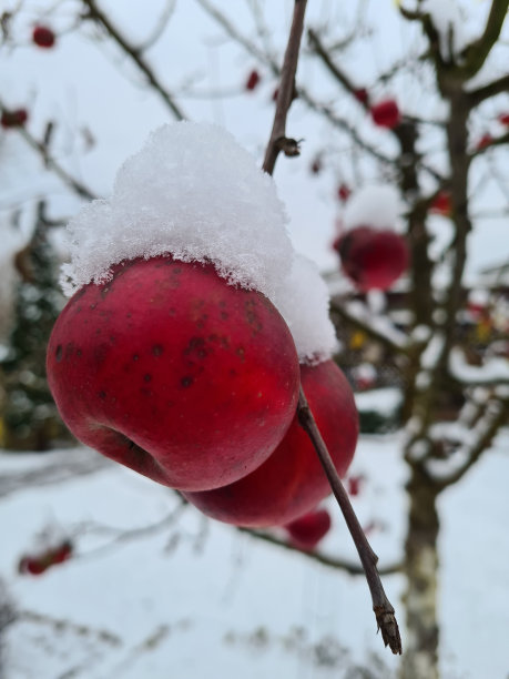 圣诞苹果图片下载
