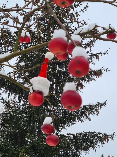 圣诞苹果18图片下载