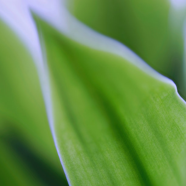 龙血树叶片(玉米植物)的选择聚焦微距照片图片下载