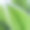 龙血树叶片(玉米植物)的选择聚焦微距照片图片下载