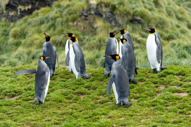 象征照片-一群国王企鹅(APTENODYTES PATAGONICUS)在南乔治亚州的前景在岩石前面的深绿色草丛在背景图片下载